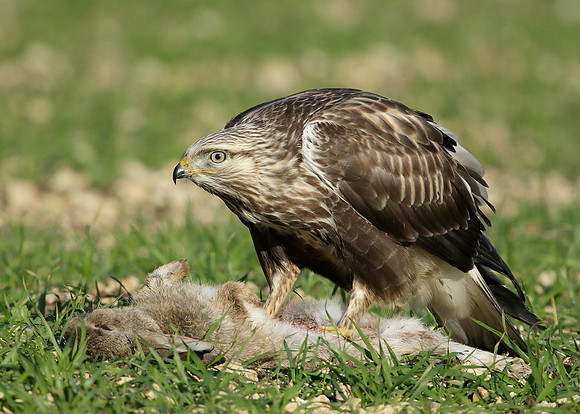 Rough-legged Buzzard Buteo lagopus