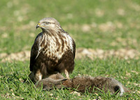 Rough-legged Buzzard Buteo lagopus