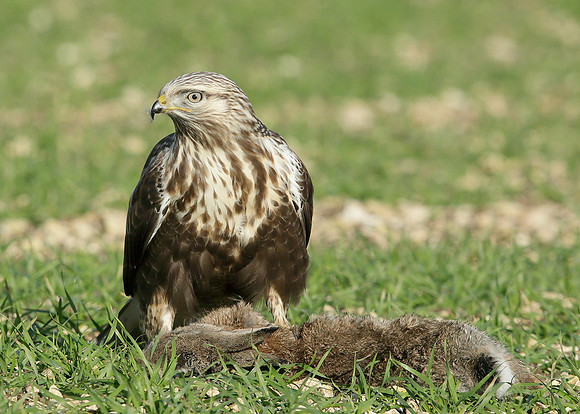Rough-legged Buzzard Buteo lagopus