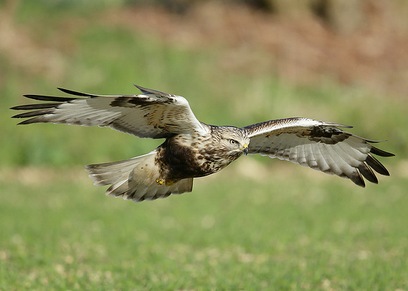 Rough-legged Buzzard Buteo lagopus