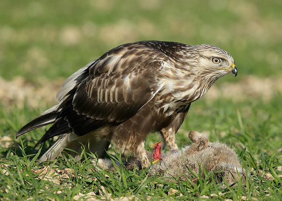 Rough-legged Buzzard Buteo lagopus