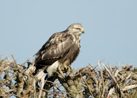 Rough-legged Buzzard, Grindale, Yorks, Nov 2014