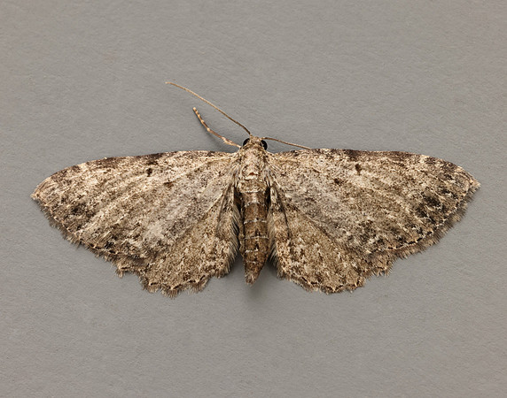 70.129 BF1863 Dentated Pug Anticollix sparsata