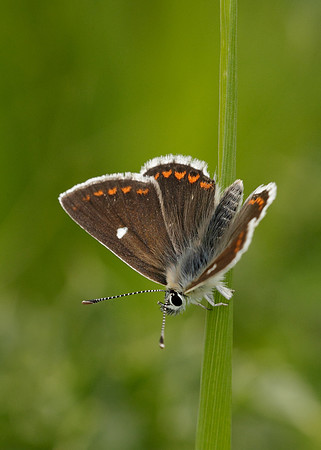 Northern Brown Argus Aricia artaxerxes artaxerxes