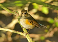 Red-flanked Bluetail Tarsiger cyanurus