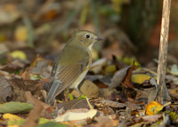 Red-flanked Bluetail Bempton N Yorks Oct 2009