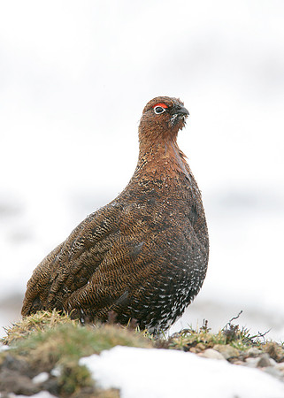 Red Grouse Lagopus lagopus scoticus
