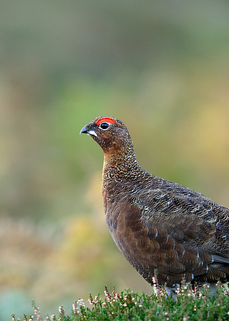 Red Grouse Lagopus lagopus scoticus