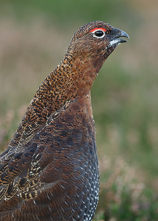 Red Grouse Lagopus lagopus scoticus