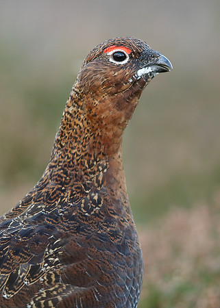Red Grouse Lagopus lagopus scoticus