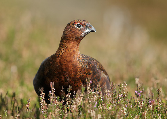 Red Grouse Lagopus lagopus scoticus