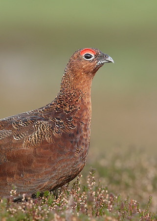 Red Grouse Lagopus lagopus scoticus