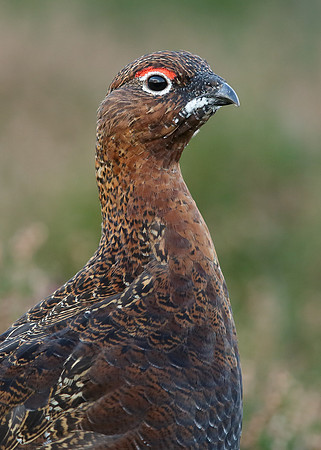 Red Grouse Lagopus lagopus scoticus