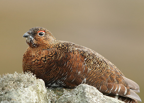 Red Grouse Lagopus lagopus scoticus