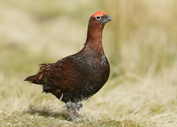 Red Grouse Lagopus lagopus scoticus