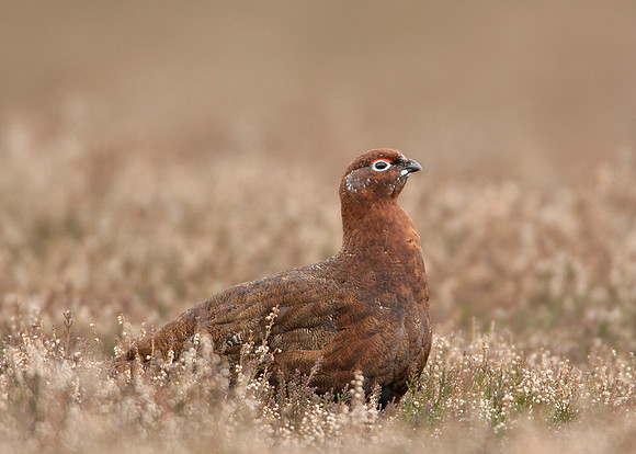 Red Grouse Lagopus lagopus scoticus