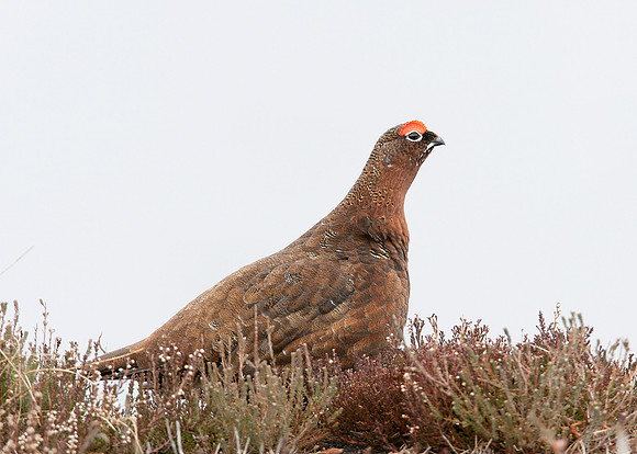 Red Grouse Lagopus lagopus scoticus