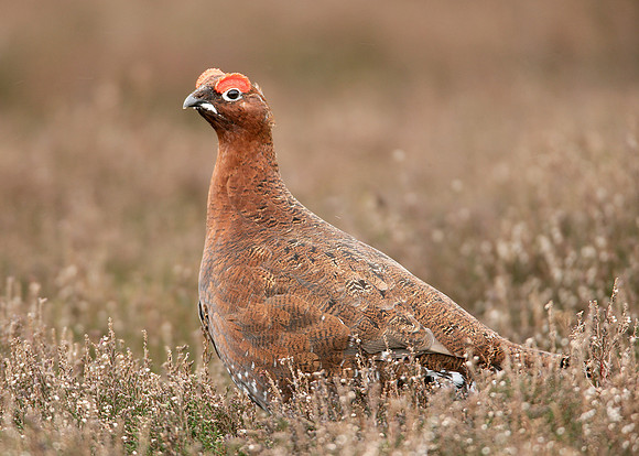Red Grouse Lagopus lagopus scoticus