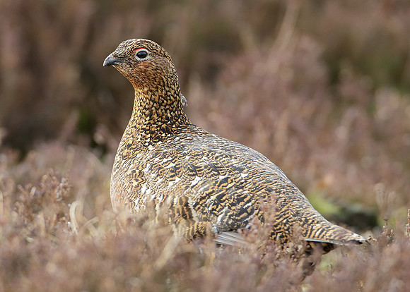 Red Grouse Lagopus lagopus scoticus