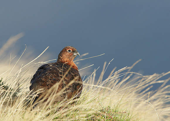 Red Grouse Lagopus lagopus scoticus