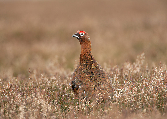 Red Grouse Lagopus lagopus scoticus