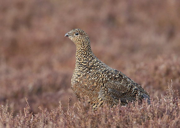 Red Grouse Lagopus lagopus scoticus