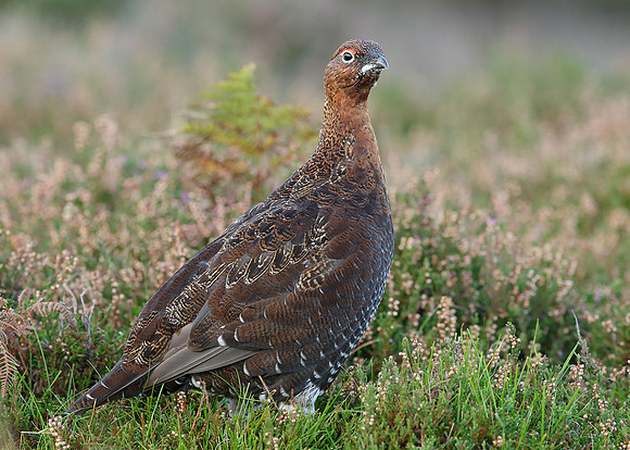 Red Grouse Lagopus lagopus scoticus