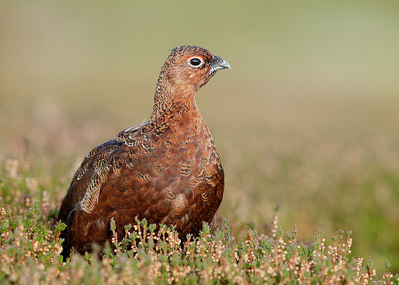 Red Grouse Lagopus lagopus scoticus