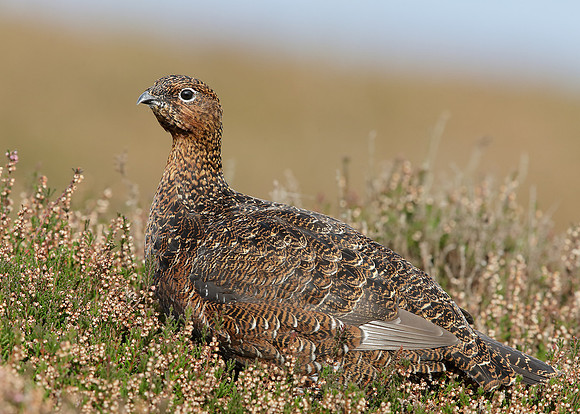 Red Grouse Lagopus lagopus scoticus