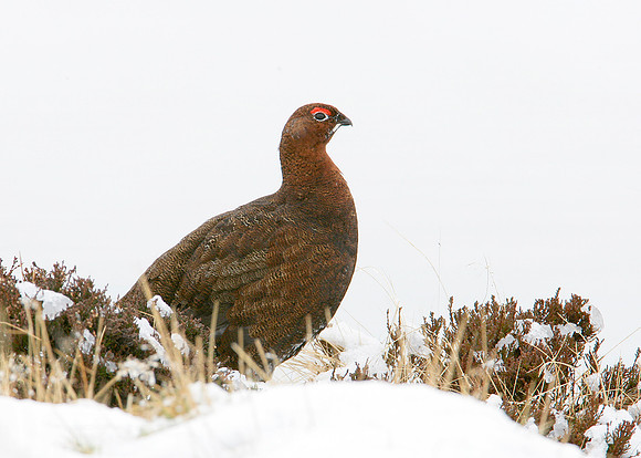 Red Grouse Lagopus lagopus scoticus