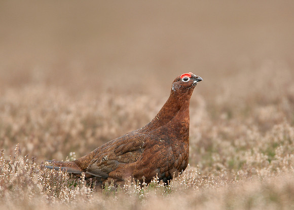 Red Grouse Lagopus lagopus scoticus