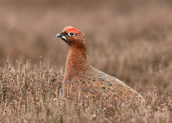 Red Grouse Lagopus lagopus scoticus