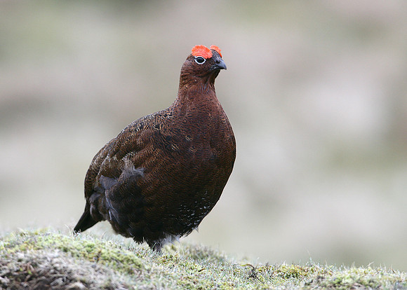 Red Grouse Lagopus lagopus scoticus