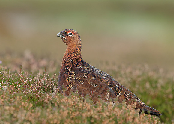 Red Grouse Lagopus lagopus scoticus
