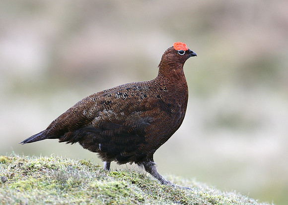 Red Grouse Lagopus lagopus scoticus