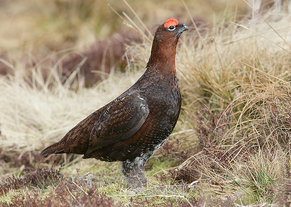 Red Grouse Lagopus lagopus scoticus