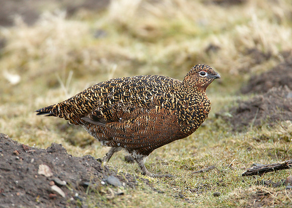 Red Grouse Lagopus lagopus scoticus