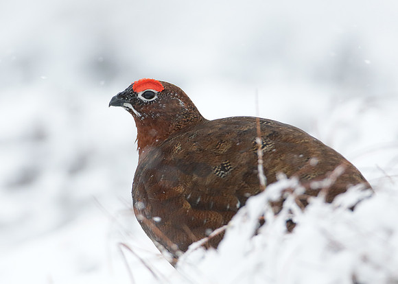 Red Grouse Lagopus lagopus scoticus