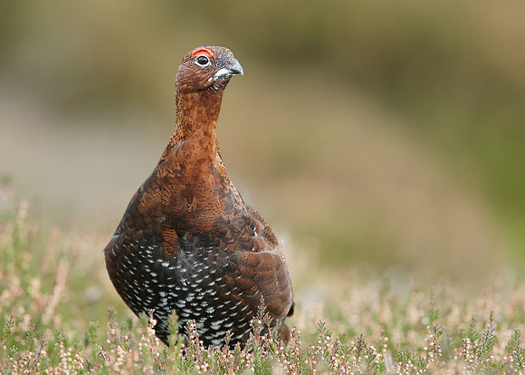 Red Grouse Lagopus lagopus scoticus