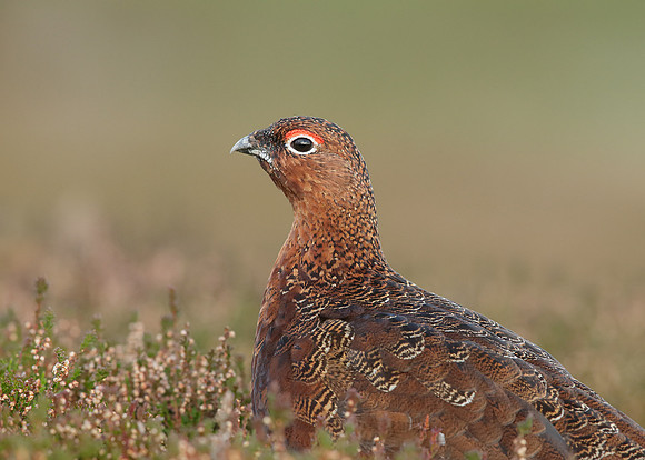 Red Grouse Lagopus lagopus scoticus