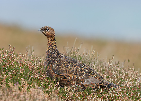 Red Grouse Lagopus lagopus scoticus