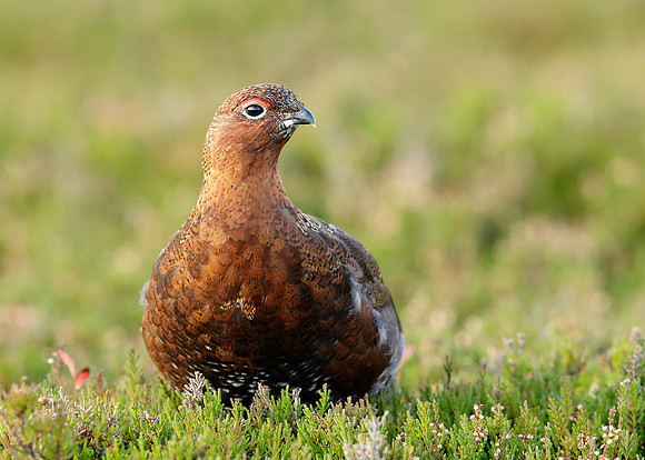 Red Grouse Lagopus lagopus scoticus
