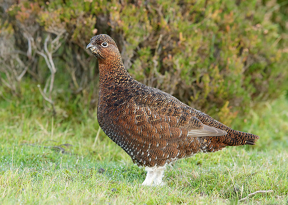 Red Grouse Lagopus lagopus scoticus