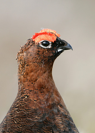 Red Grouse Lagopus lagopus scoticus