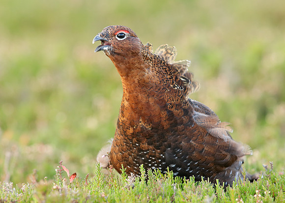 Red Grouse Lagopus lagopus scoticus