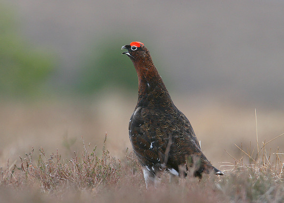 Red Grouse Lagopus lagopus scoticus