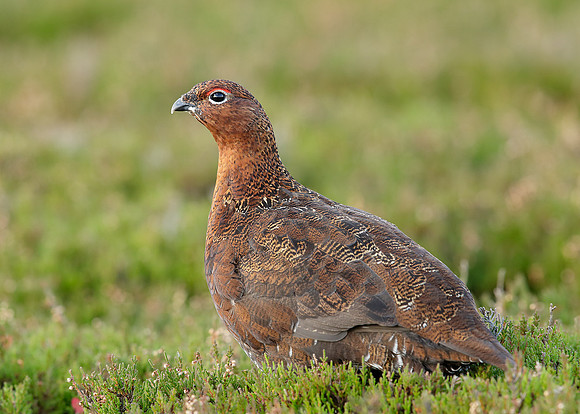 Red Grouse Lagopus lagopus scoticus