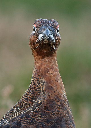 Red Grouse Lagopus lagopus scoticus