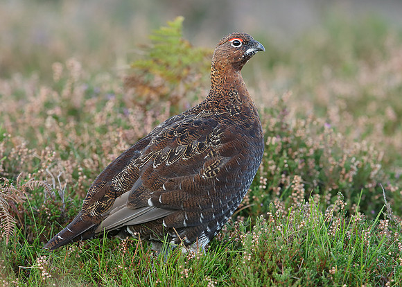 Red Grouse Lagopus lagopus scoticus