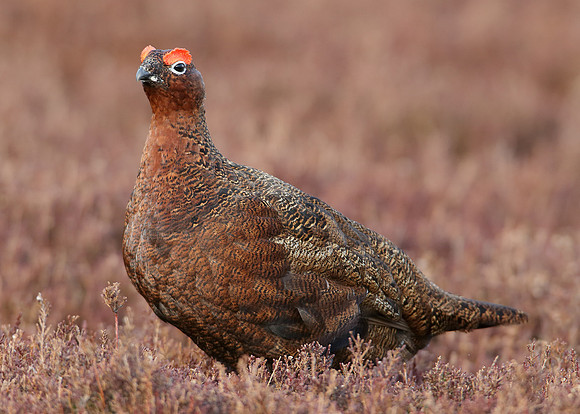 Red Grouse Lagopus lagopus scoticus